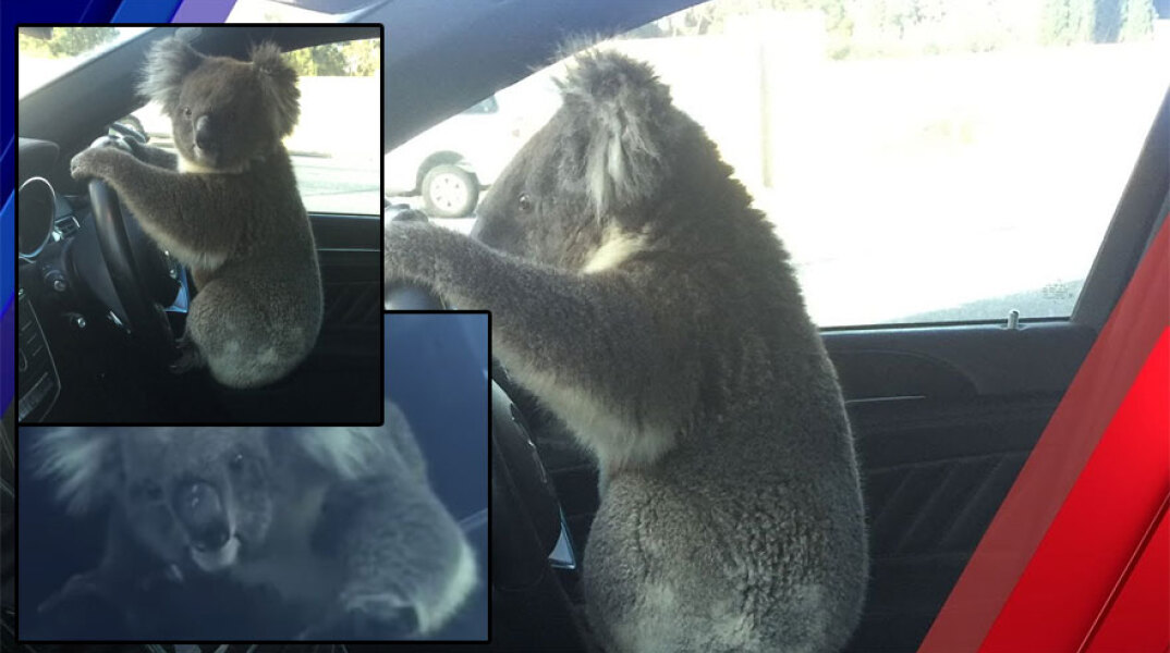 Κοάλα στην Αυστραλία πιάνει το τιμόνι σε αυτοκίνητο μετά την καραμπόλα 6 οχημάτων σε αυτοκινητόδρομο
