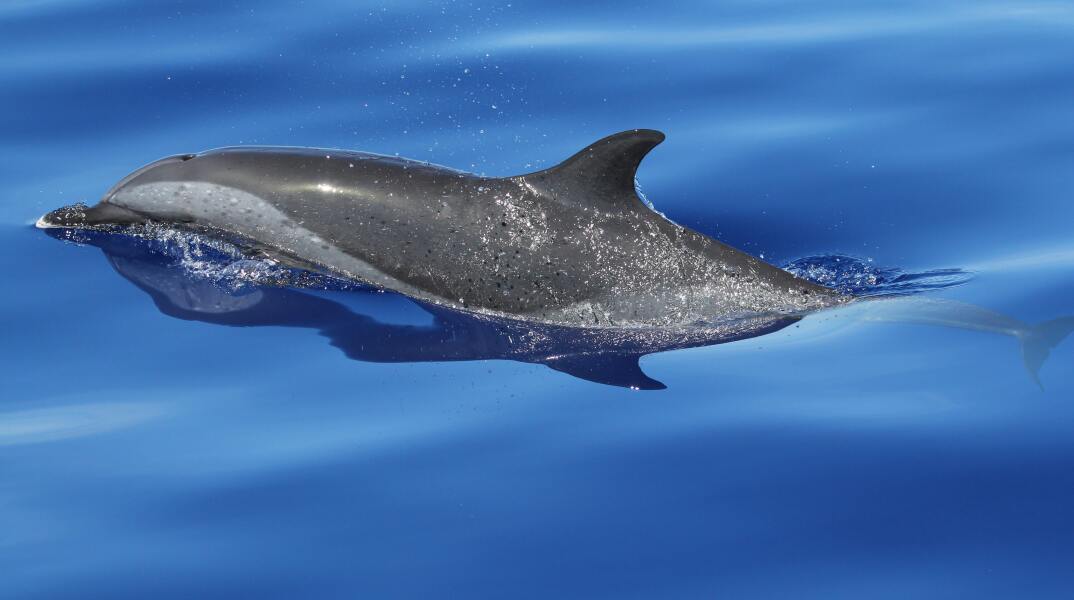 Δελφίνι (φωτογραφία αρχείου)