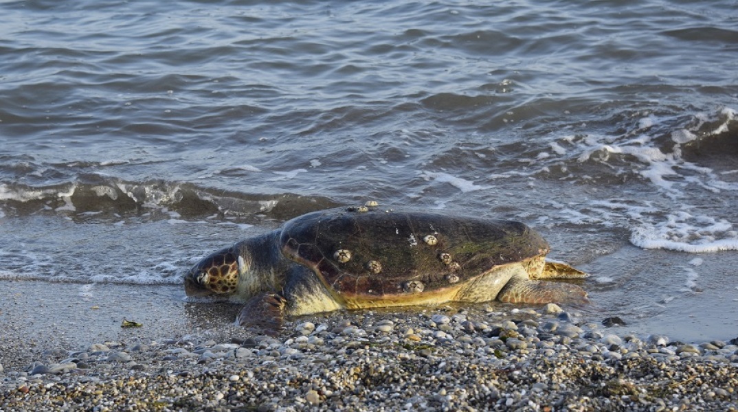 Καρέτα - καρέτα