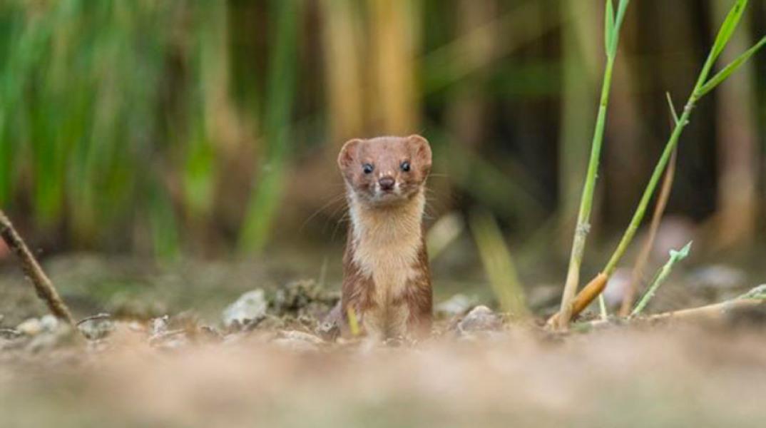 Βραβείο για τη νυφίτσα που κοιτά κατάματα το φακό
