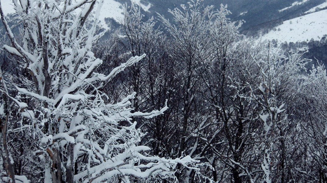 ΦΛΩΡΙΝΑ - ΧΙΟΝΙΑ ΣΤΟ ΠΙΣΟΔΕΡΙ 