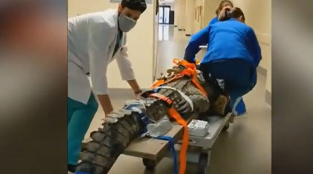 Κροκόδειλος στη Φλόριντα κατάπιε παπούτσι και οδηγήθηκε στο χειρουργείο