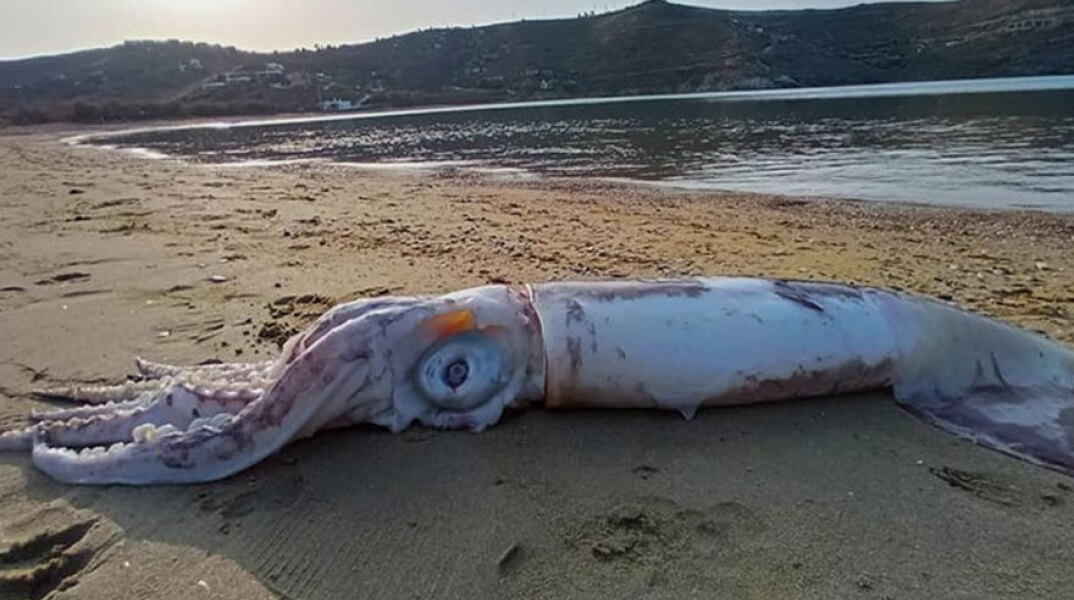 Κέα: Θράψαλο «γίγας» νεκρό στην παραλία Οτζιάς
