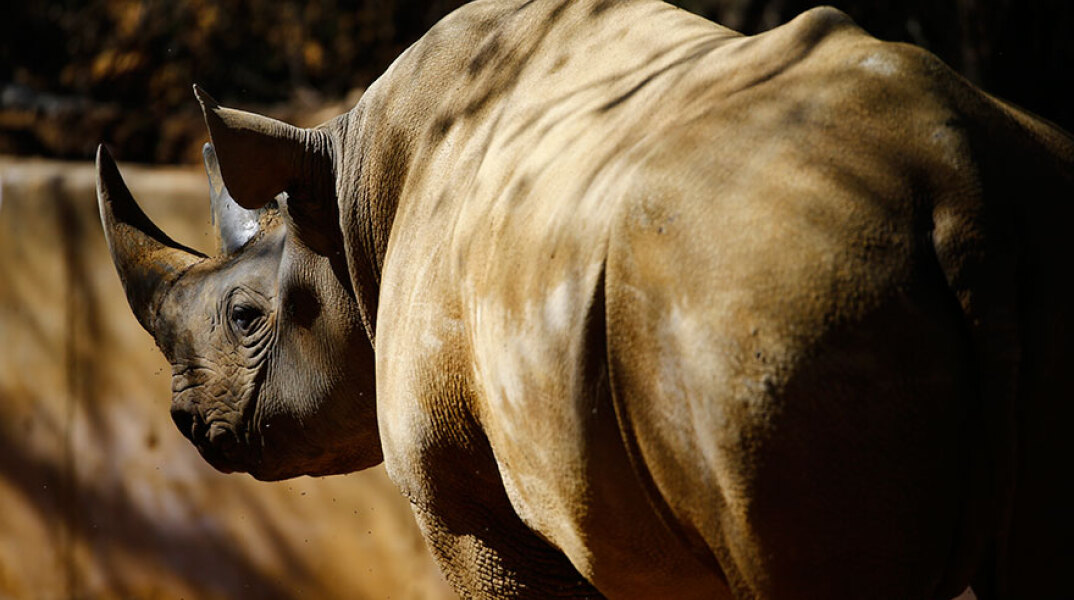 Μαύρος ρινόκερος στην Τανζανία