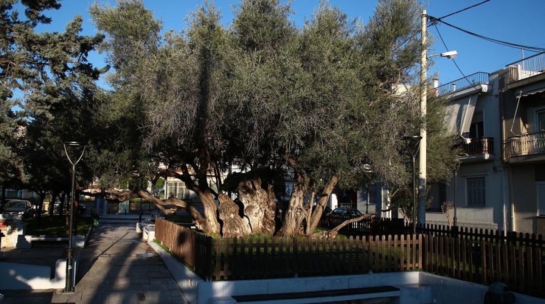 Η ελιά του Πεισίστρατου, ηλικίας 2.500 ετών, στους Αγίους Αναργύρους