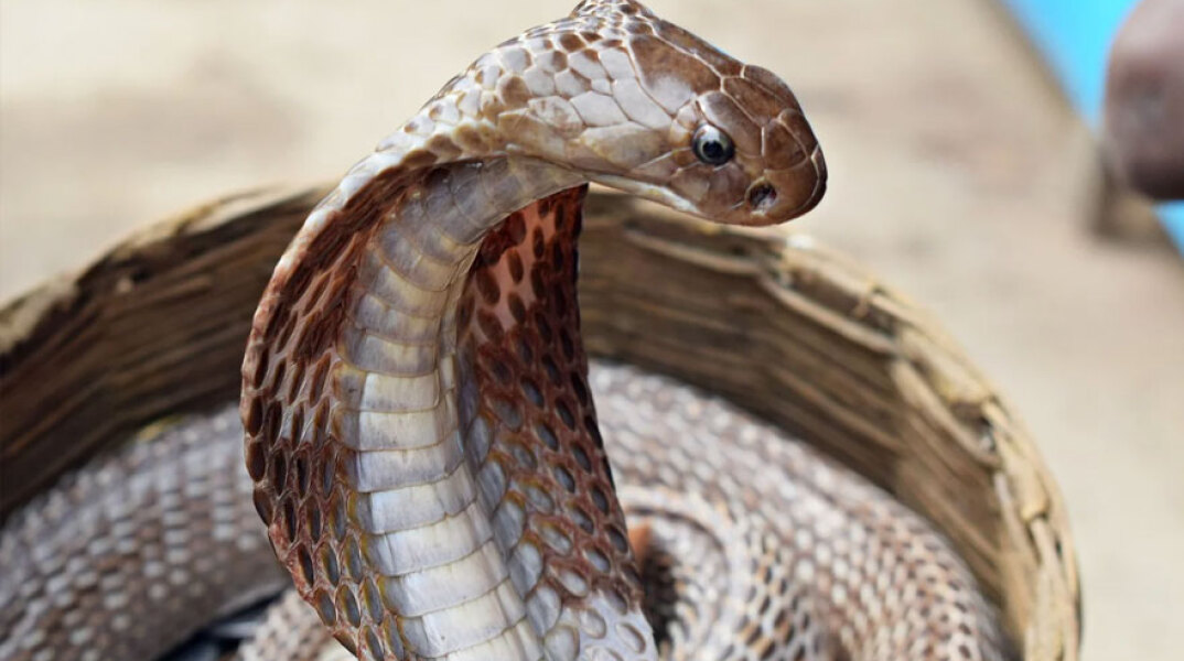 Κόμπρα (ΦΩΤΟ ΑΡΧΕΙΟΥ) © Pixabay - Φίδι δάγκωσε 30χρονο και τον έστειλε στη ΜΕΘ στο νοσοκομείο «Άγιος Σάββας»