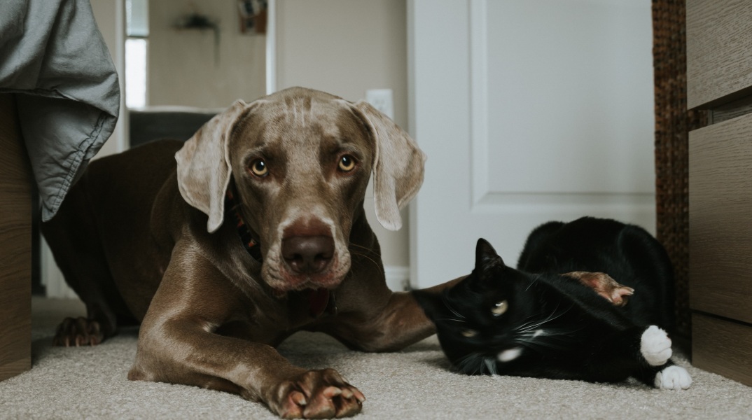 Κορωνοϊός: Έρευνα ανίχνευσε τη βρετανική παραλλαγή σε σκύλο και γάτα στο ίδιο σπίτι, όπου ο ιδιοκτήτης είχε νωρίτερα διαγνωστεί θετικός στην Covid-19