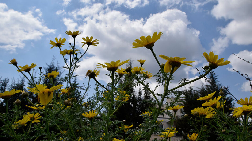 Καιρός - Λουλούδια