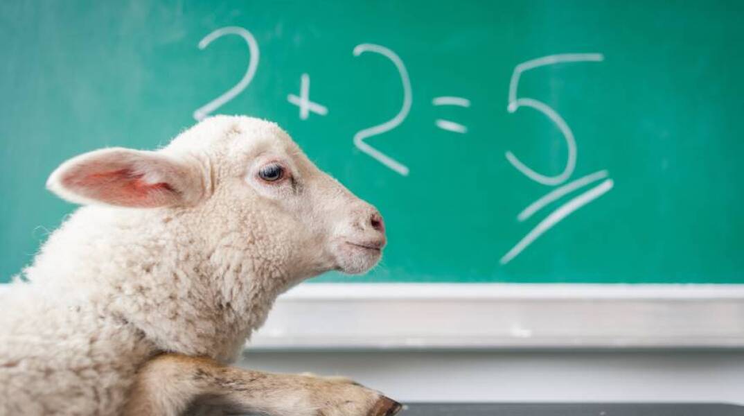 Πρόβατο μπροστά από σχολικό πίνακα