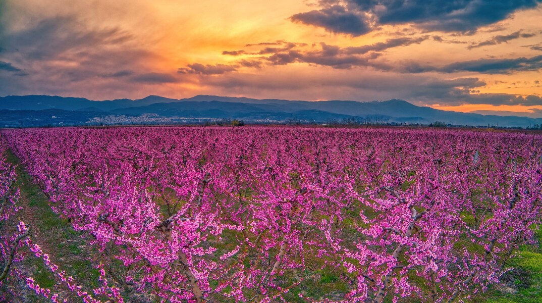 Ανθισμένες ροδακινιές στην Ημαθία
