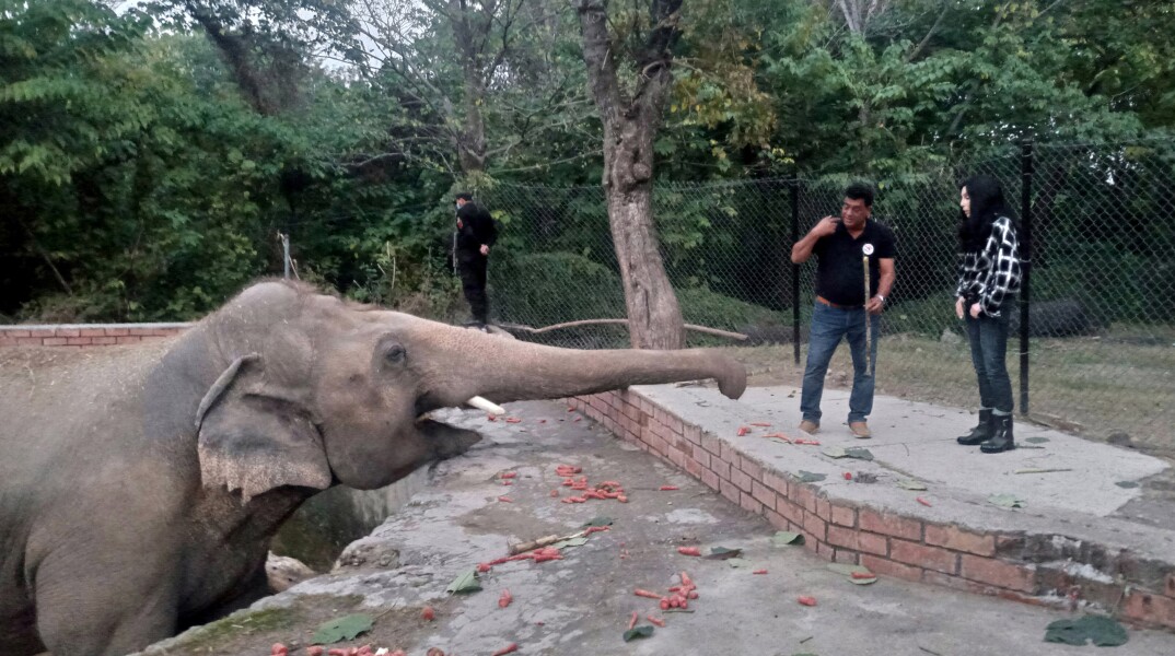 Η Cher και ο ελέφαντας 