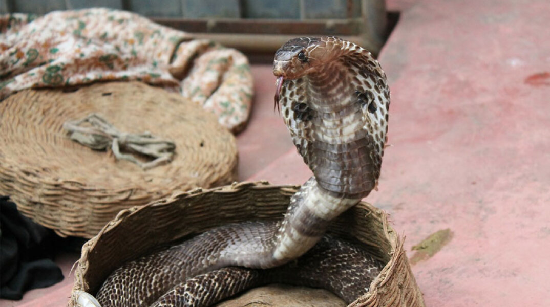 Κόμπρα (ΦΩΤΟ ΑΡΧΕΙΟΥ) - Βγήκε από τον «Άγιο Σάββα» ο 30χρονος που τον δάγκωσε το φίδι