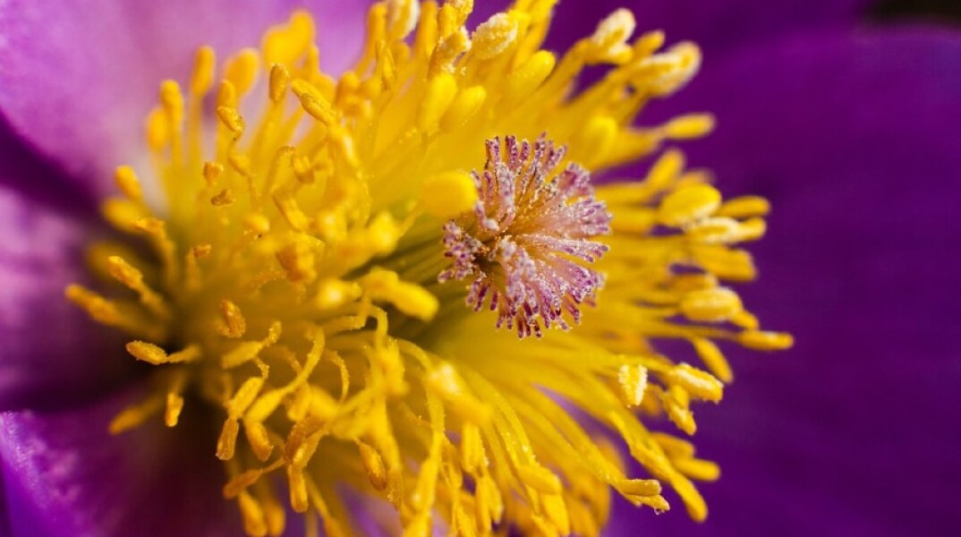 Γύρη λουλουδιών