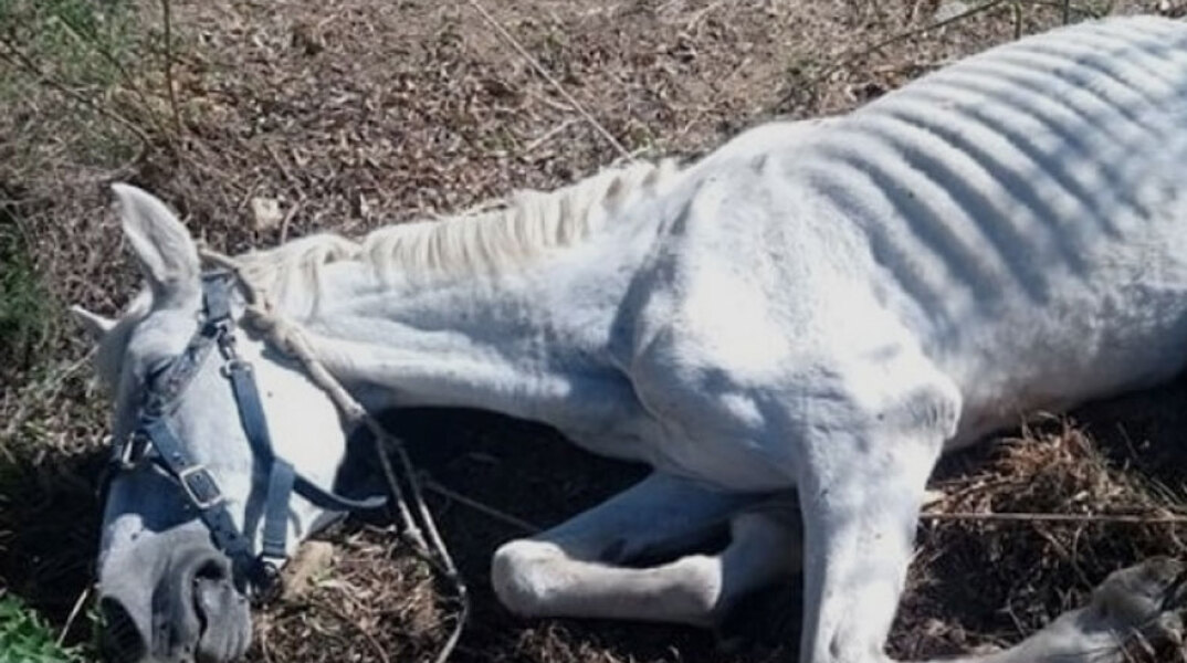 Ιόλη, το άλογο που έσωσε ο Ελληνικός Σύλλογος Προστασίας Ιπποειδών