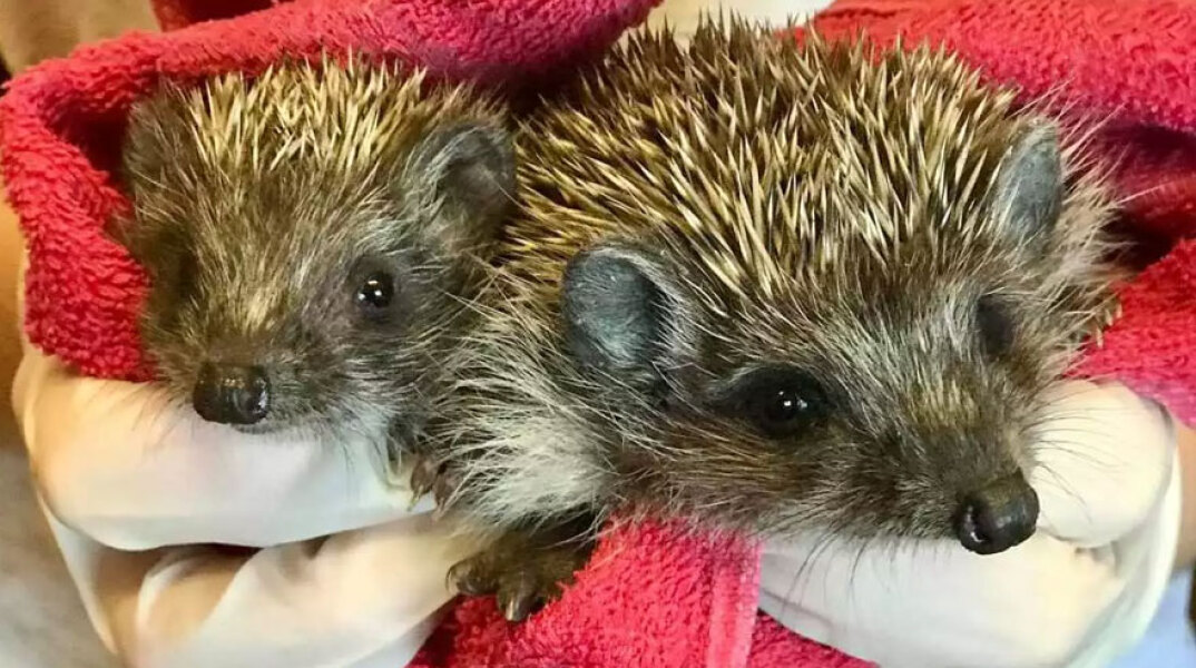 Θεσσαλονίκη: Σκαντζοχοιράκια που φροντίζει η ομάδα «Δράση για την Άγρια Ζωή»