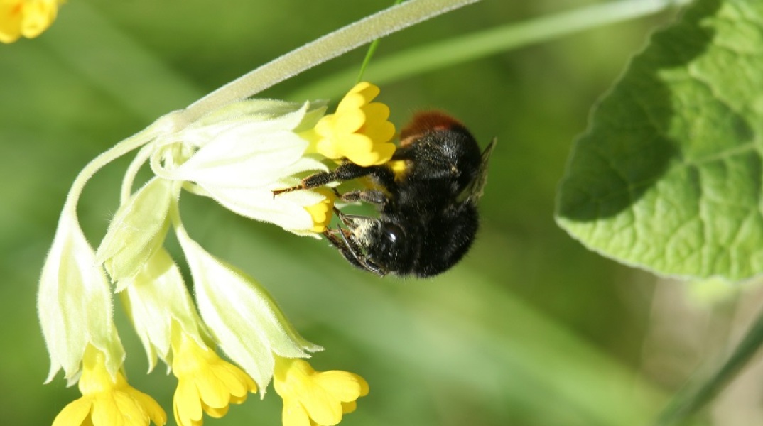 Ψάχνοντας το «λουλούδι του Δαρβίνου»
