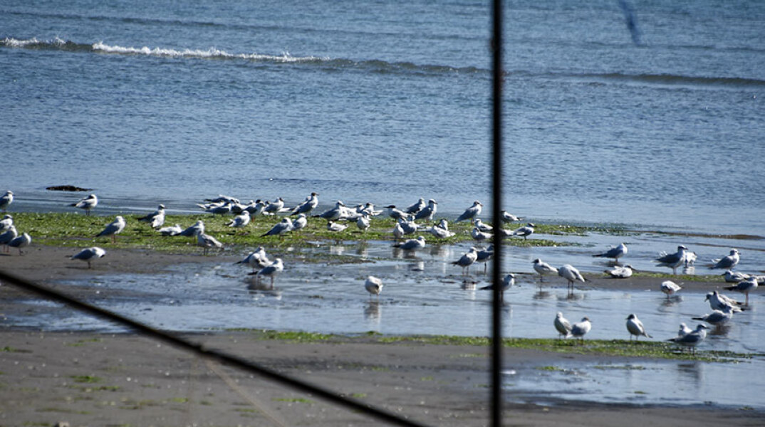 Πουλιά στον Αργολικό Κόλπο (ΦΩΤΟ ΑΡΧΕΙΟΥ) - Αλλάζει το σκηνικό του καιρού την Τρίτη 13 Απριλίου 2021