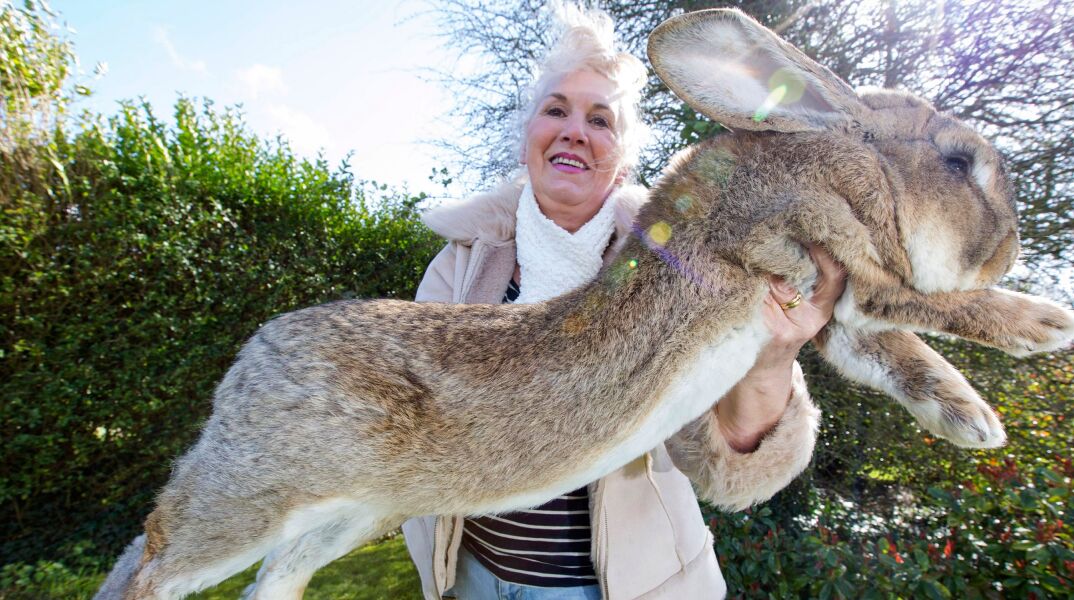 Το μεγαλύτερο κουνέλι του κόσμου
