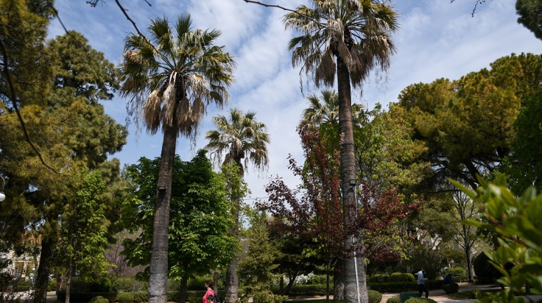  ΑΛΣΟΣ ΚΗΦΙΣΙΑΣ