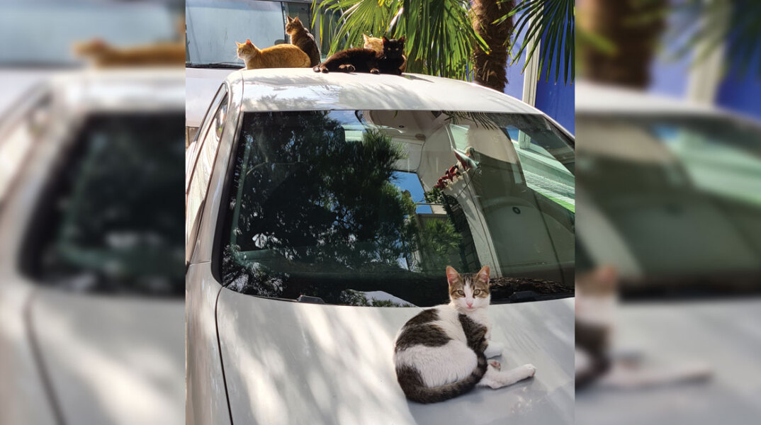 Φτιάξε μου τη μέρα 780: Εικόνες που μας φτιάχνουν ή μας χαλάνε τη διάθεση