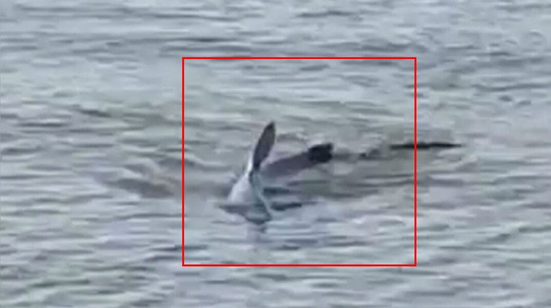 Ναύπλιο: Ο καρχαρίας που εμφανίστηκε στην παραλία Καραθώνα