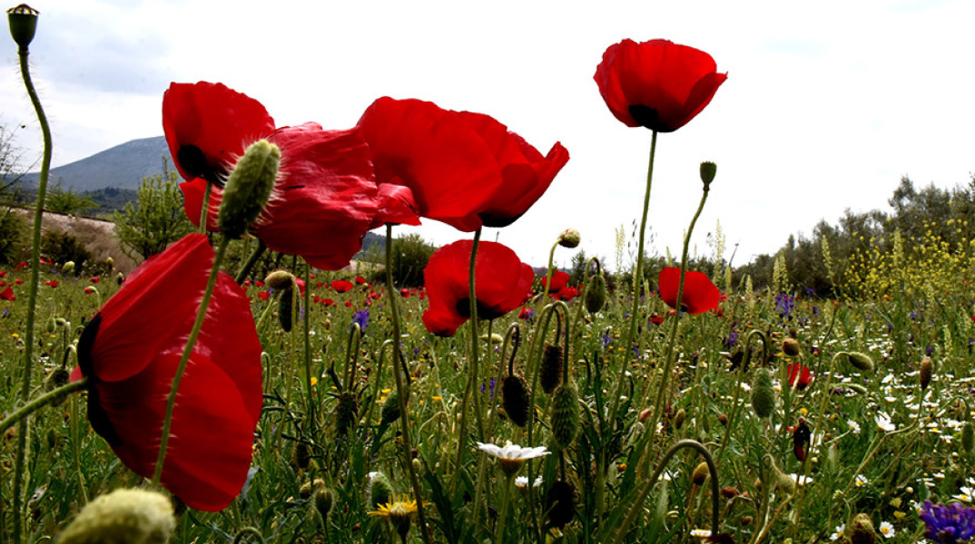ΑΡΓΟΛΙΔΑ - ΑΝΟΙΞΙΑΤΙΚΟ ΣΤΙΓΜΙΟΤΥΠΟ