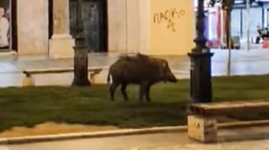Αγριογούρουνο στην πλατεία Αριστοτέλους 