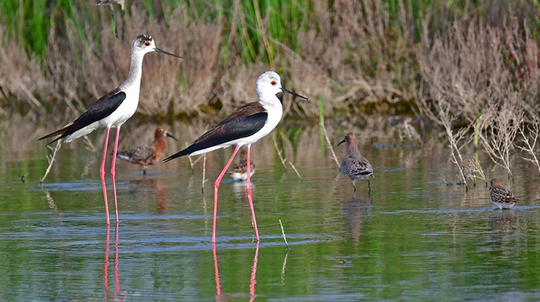 ΑΡΓΟΛΙΔΑ- ΠΑΓΚΟΣΜΙΑ ΗΜΕΡΑ ΑΠΟΔΗΜΗΤΙΚΩΝ ΠΤΗΝΩΝ