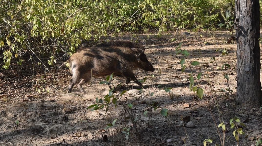 Αγριογούρουνο