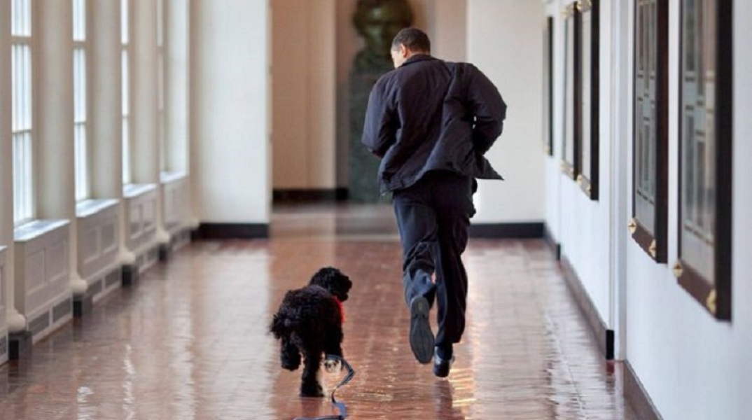 Ο σκύλος της οικογένειας Ομπάμα, Μπο  