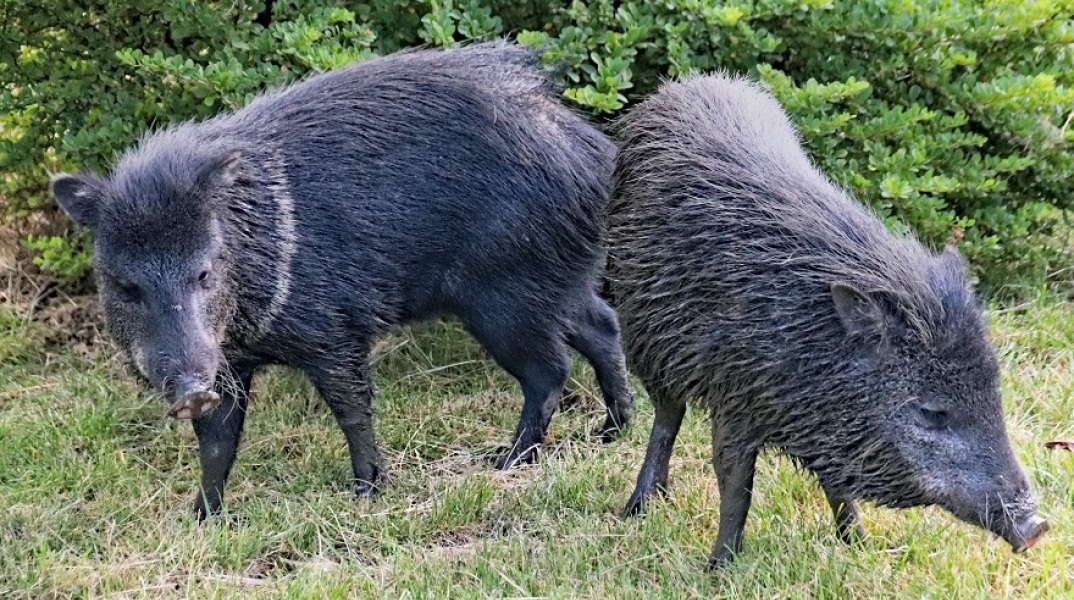 Αγριογούρουνα