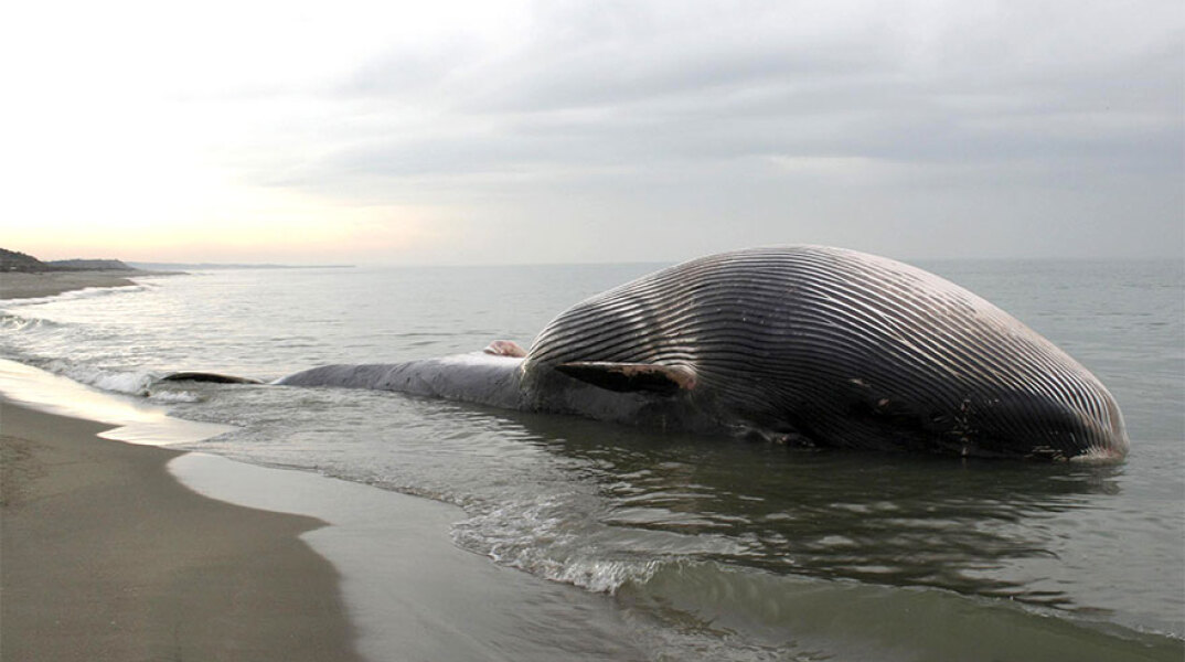 Νεκρή φάλαινα (ΦΩΤΟ ΑΡΧΕΙΟΥ)
