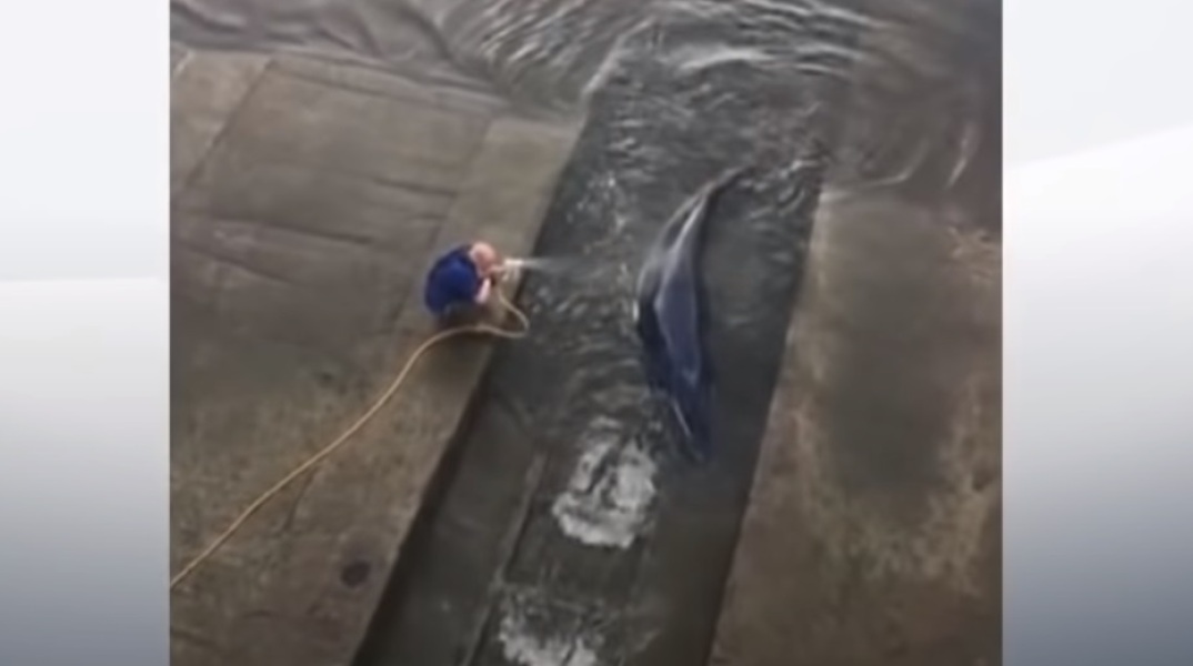 Νεαρή φάλαινα χάθηκε στον Τάμεση