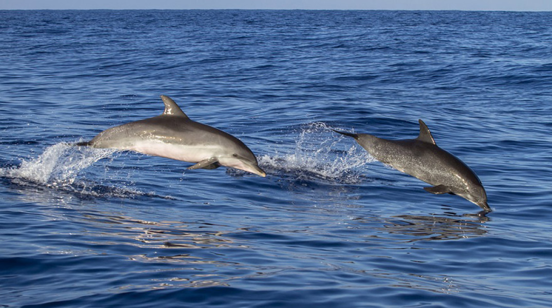 Δελφίνια
