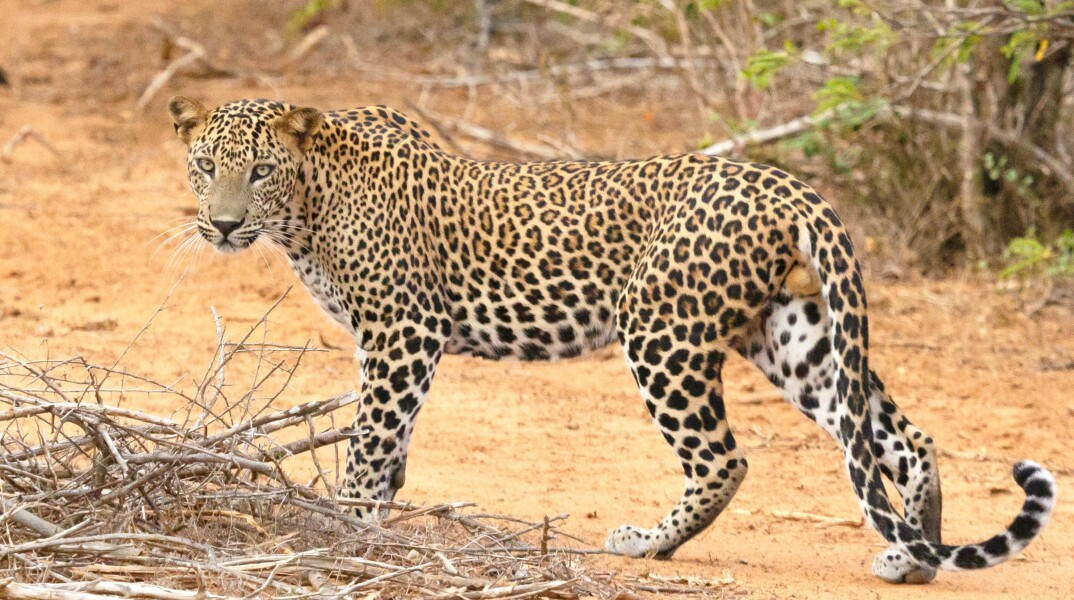 Λεοπάρδαλη 