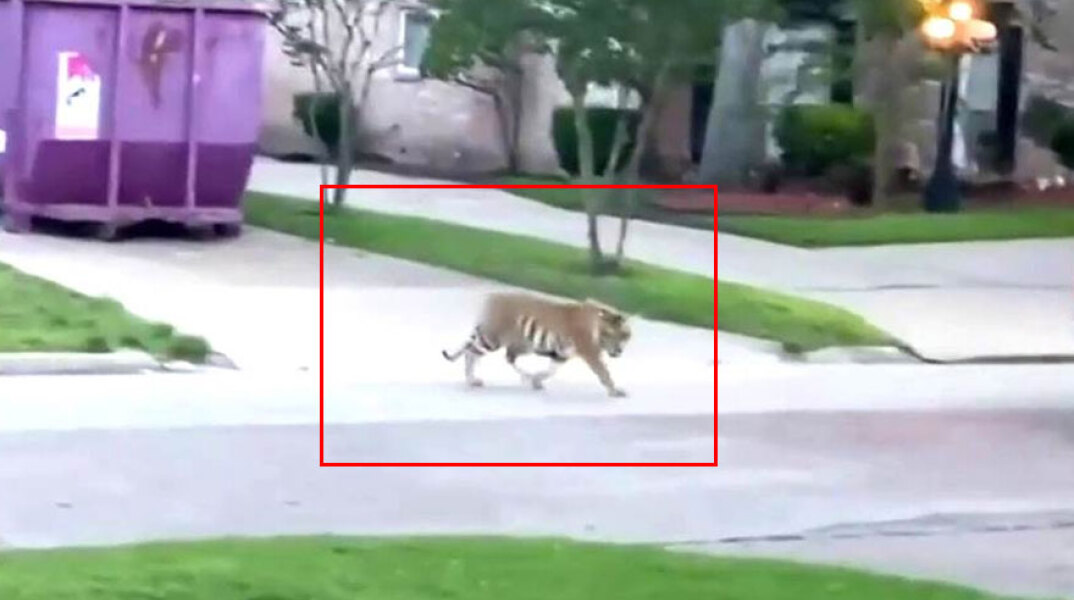 ΗΠΑ: Τίγρης κυκλοφορεί ελεύθερη σε συνοικία του Χιούστον