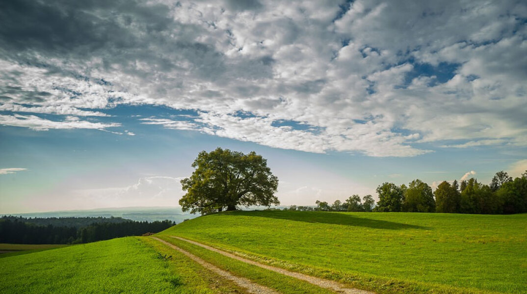 Ένα δέντρο μέσα σε αγρούς (ΦΩΤΟ ΑΡΧΕΙΟΥ) - Επί τάπητος η βιωσιμότητα στο 6ο Οικονομικό Φόρουμ των Δελφών