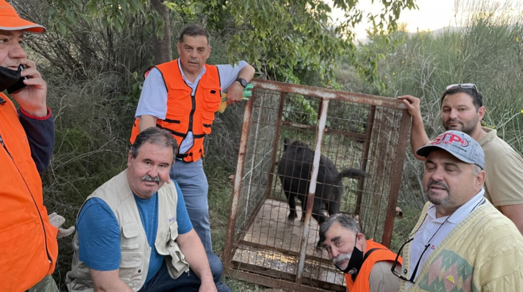  Πίαστηκε το αγριογούρουνο στη Θεσσαλονίκη