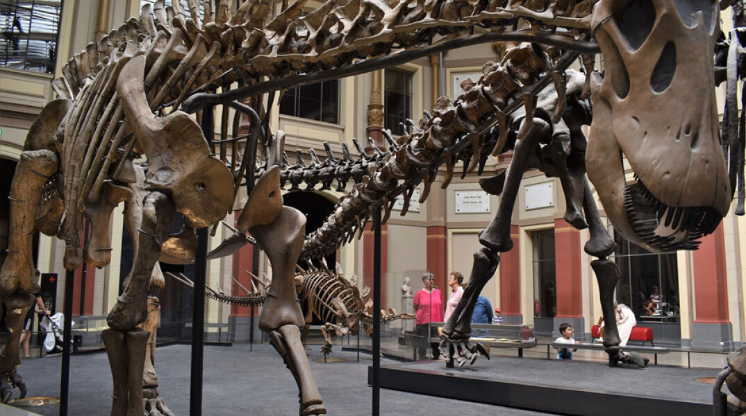 Δεινόσαυρος σε μουσείο (ΦΩΤΟ ΑΡΧΕΙΟΥ)