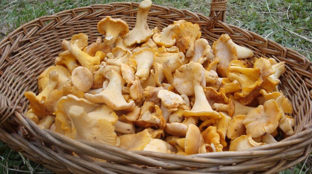 Τα μανιτάρια της Δίρφυς