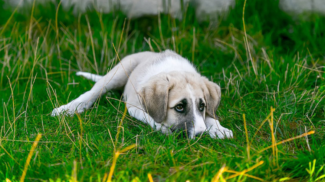 Αδέσποτος σκύλος 