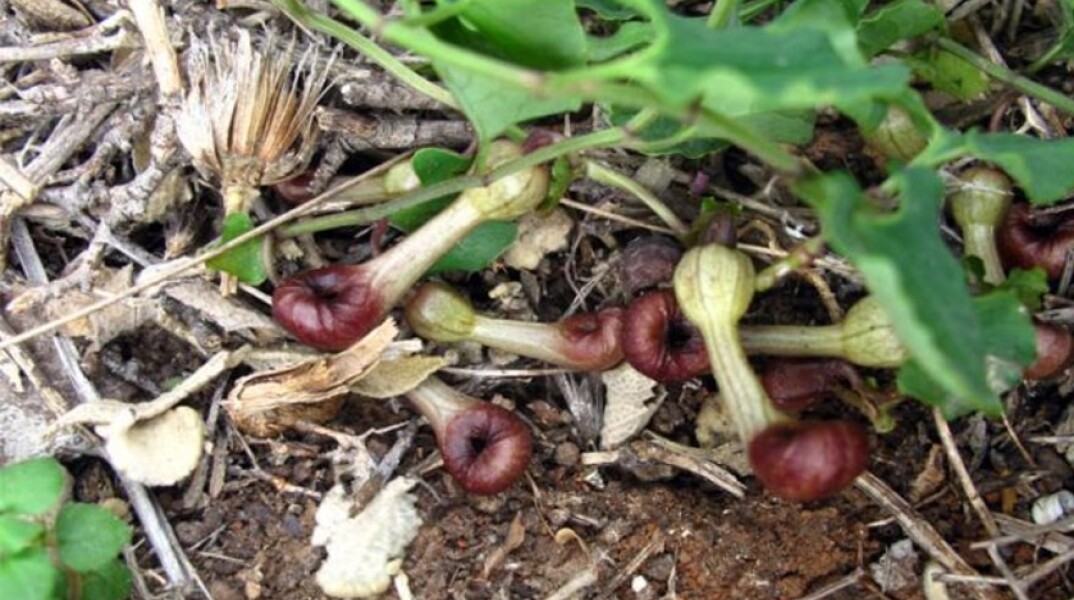 Αριστολοχία: Το  λουλούδι της Ελλάδας που μυρίζει παραπλανητικά σαν νεκρό έντομο για να παγιδεύσει ζωντανά έντομα