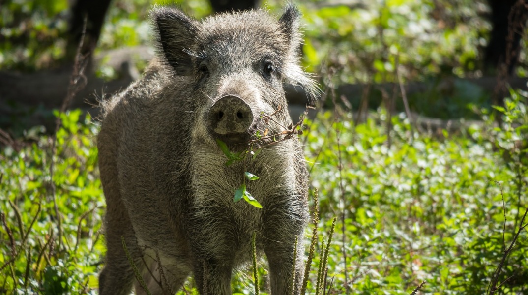 Αγριογούρουνο