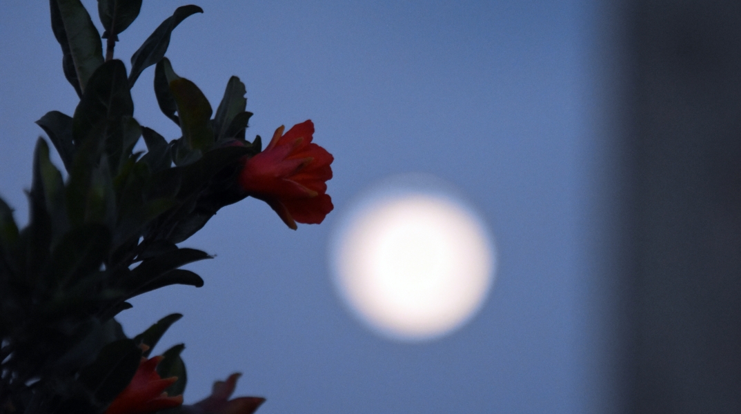 Αργολίδα-Πανσέλινος Μαΐου-2021©Eurokinisi-ΠΑΠΑΔΟΠΟΥΛΟΣ-ΒΑΣΙΛΗΣ