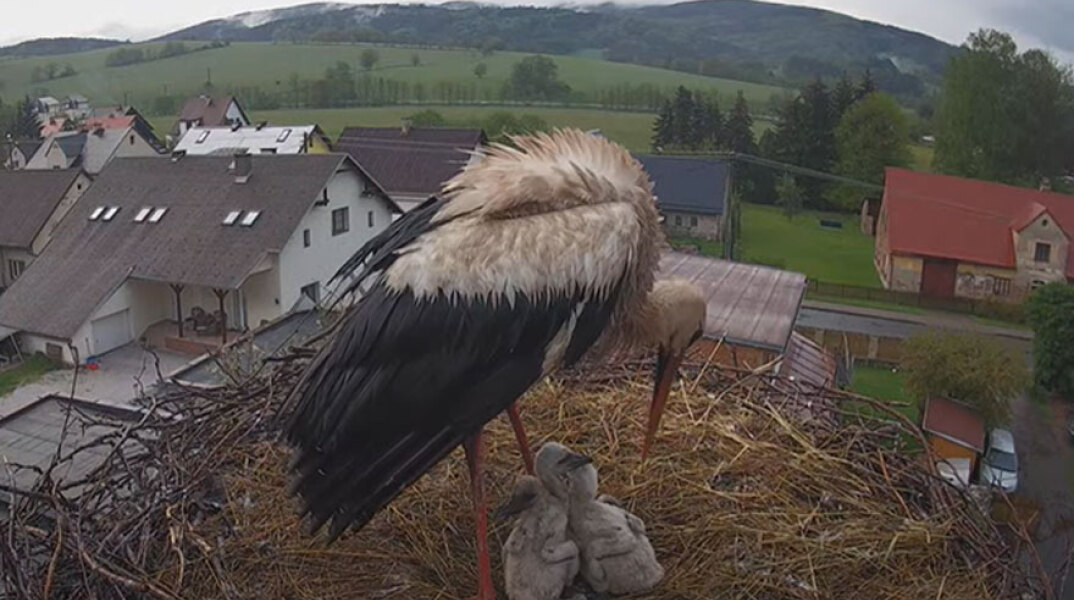 Τσεχία: Οι τέσσερις μικροί πελαργοί και ο πατέρας «Μπούκατσεκ»