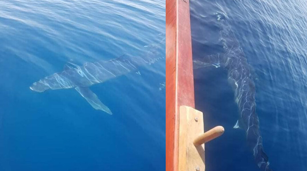 Κινέτα: Καρχαρίας με μήκος πάνω από 5 μέτρα περνά δίπλα από βάρκα με ψαράδες