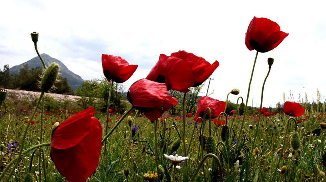 Ανθισμένες παπαρούνες - Καλός ο καιρός σήμερα Σάββατο 29 Μαΐου 2021