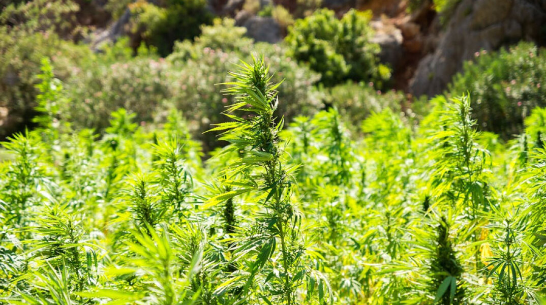 Δενδρύλλια κάνναβης (ΦΩΤΟ ΑΡΧΕΙΟΥ) - Φυτεία στην Κορινθία εντοπίστηκε από αστυνομικούς