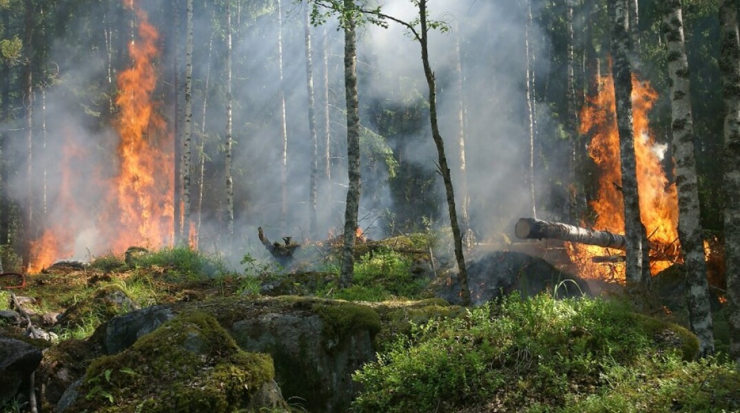 Φωτιά σε δάσος©Pixabay