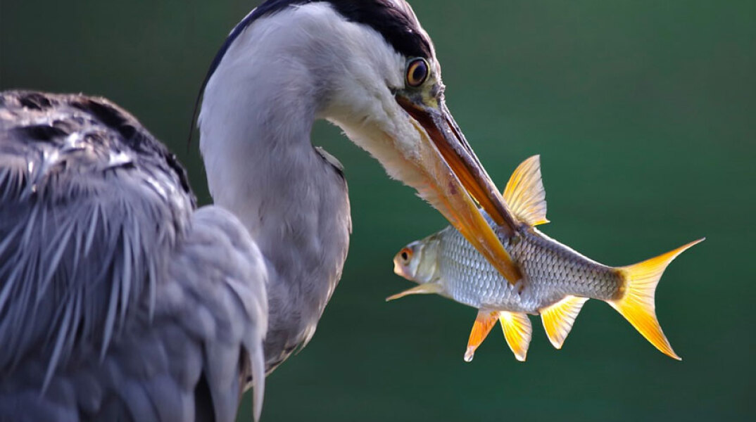 Θαλάσσιο πτηνό έχει στο ράμφος του ένα ψάρι - Σε κίνδυνο η Μεσόγειος, με τη βιοποικιλότητά της να απειλείται από τον άνθρωπο και την κλιματική αλλαγή